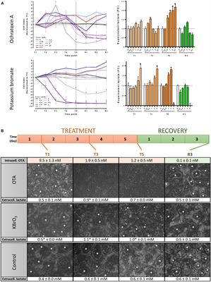 Persistence of Epigenomic Effects After Recovery From Repeated Treatment With Two Nephrocarcinogens